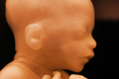 The Moral Status of the Embryo (articles)
